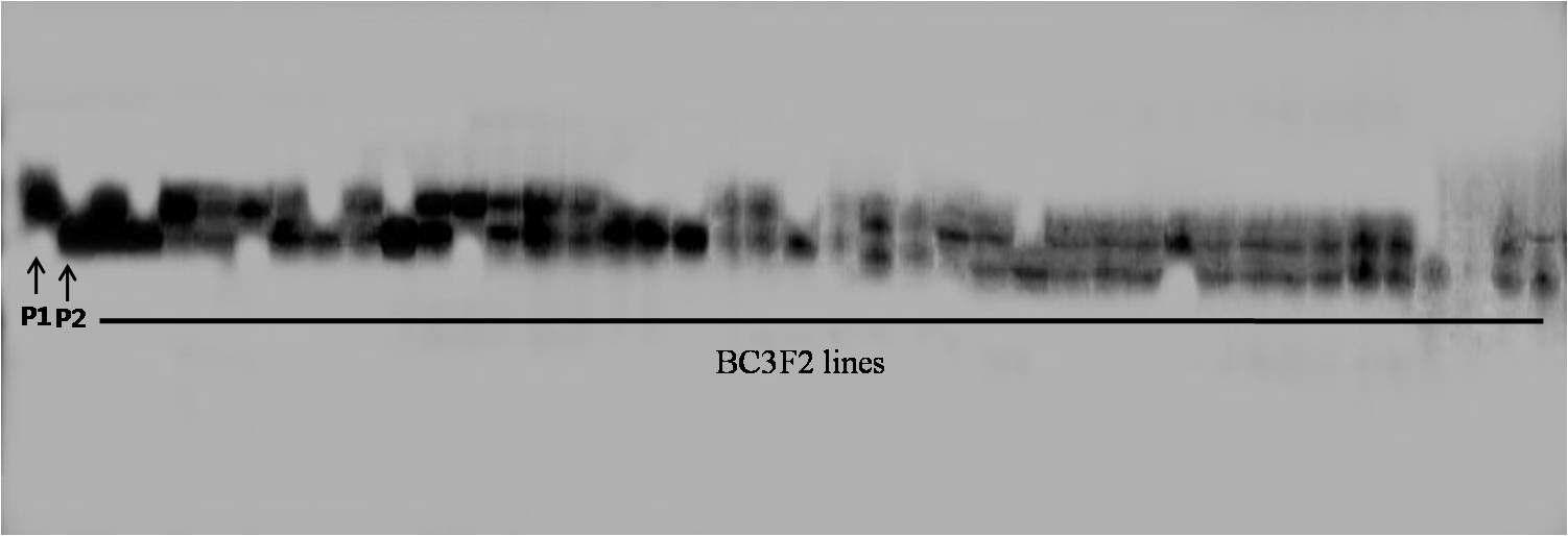 Selction of lines with a beta-carotene gene using an SSR marker, RM482 (P1 : Ilpum, P2 : PAC 4-2)