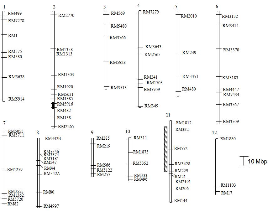 The genetic map based on the SSR markers. Black box marks the inserted beta-carotene synthesizing gene. The slashed box marks the location of the gene Stv-b conferring resistance to rice stripe virus on chromosome 11 (Saito et al. 1998)