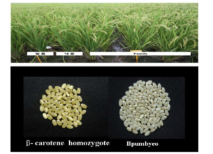 Above Comparison of the BC3F2 lines with the parents in the field. Below) Comparison of the seeds of Ilpumbyeo and beta-carotene homozygotes