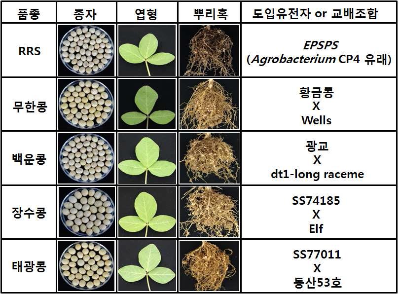 연구에 사용된 RRS (Round-up Ready Soybean), 태광, 장수, 무한, 백운콩