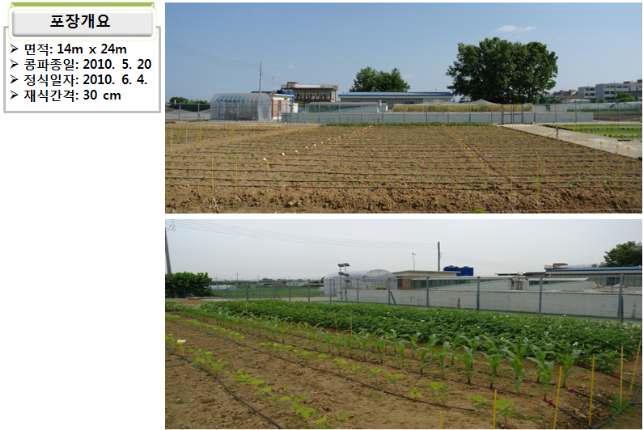 콩 포장조성(수원 GM포장, 2009-2010). A. 포장 조성 도면 및 사진; B, 2010 포장 조성 전경 및 화분비상 방지용 옥수수 정식