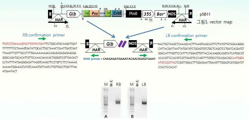삽입유전자 ,RB(A), LB(B) 말단 주변 염기서열 PCR 결과