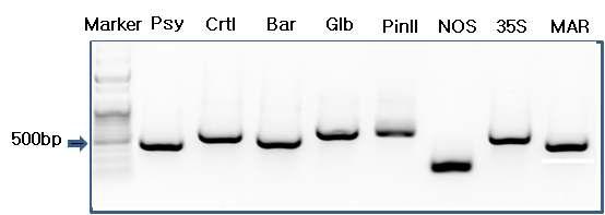 Southern 분석용 probe 분리를 위한 PAC gene PCR 결과