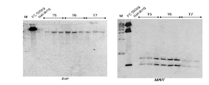 비타민 A 강화벼 계통별 bar 및 MAR 유전자의 southern 분석 결과
