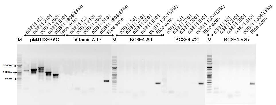 비타민 A 강화벼 각 계통별 Backbone DNA의 PCR 분석