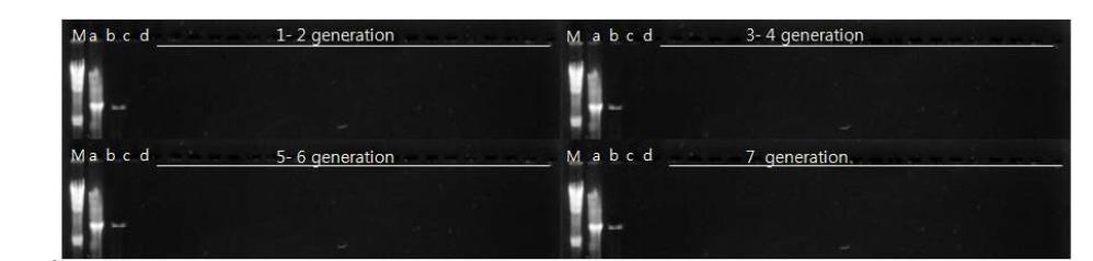 Detection of band expressed from generations in plant hopper. M : λ/H indIII, a: plasmid, b :