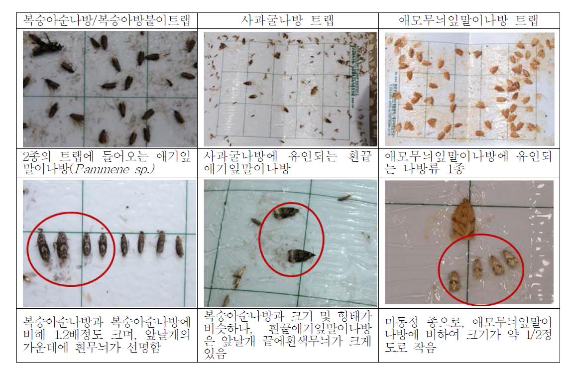 주요 4종 나방류 성페로몬 트랩에 유살되는 특이 곤충 및 구분법