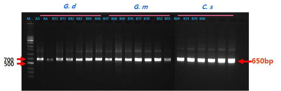 복숭아순나방붙이, 복숭아순나방, 복숭아심식나방의 mitochondrial cytochrome c oxidase I(COI) 영역 PCR 결과