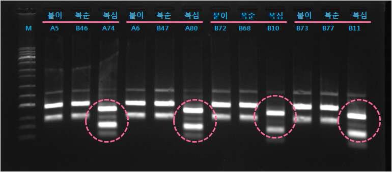 PCR-RFLP를 이용한 복숭아심식나방과 복숭아순나방, 복숭아순나방붙이의 mitochondrial cytochrome c oxidase I(COI) 영역 비교(제한효소 MboII로 절단)