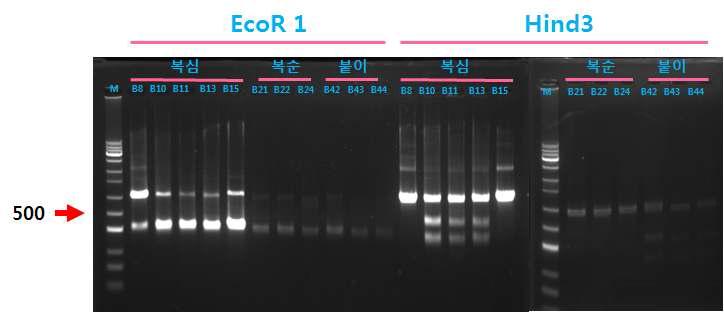 PCR-RFLP를 이용한 복숭아심식나방과 복숭아순나방, 복숭아순나방붙이의 mitochondrial cytochrome c oxidase Ⅰ(COⅠ) 영역 비교(제한효소 Ecor1, Hind3로 절단)
