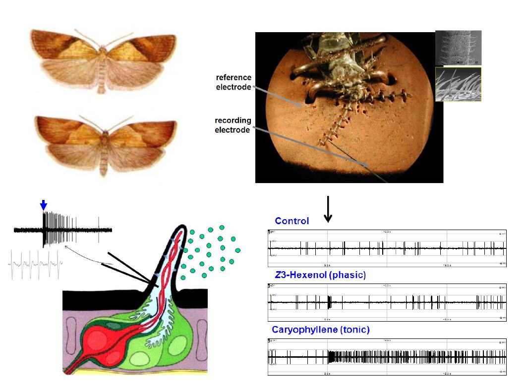 Light brown apple moth (top left) 수컷 (위) 및 암컷 (아래) 성충 및 이들의 안테나 에 있는 개별 냄새감각세포들로부터 전기생리학적 반응을 측정하는 single cell recording 을 하기 위해 살아 있는 나방을 고정하고 전극을 연결한 모습 (top right), 그리고 sensillum 안에 있는 냄새감각신경세포 (빨간색)에 전극을 연결하고 냄새물질(초록색 작은 원형들)로 자극을 가했을 때 전극에 의해 측정된 반응 (bottom left), 및 LBAM 에서 측정된 single cell response 예 (bottom right: 화살표는 자극을 가한 시점이며 Z3-hexenol 이나 caryophyllene 으로 자극한 후 전형적인 반응이 나타난 것을 볼 수 있음).