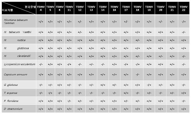 TSWV 분리주별 대표적인 지표식물 검정 결과