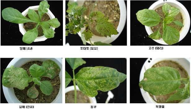 TSWV 분리주별 대표적인 지표식물 검정반응