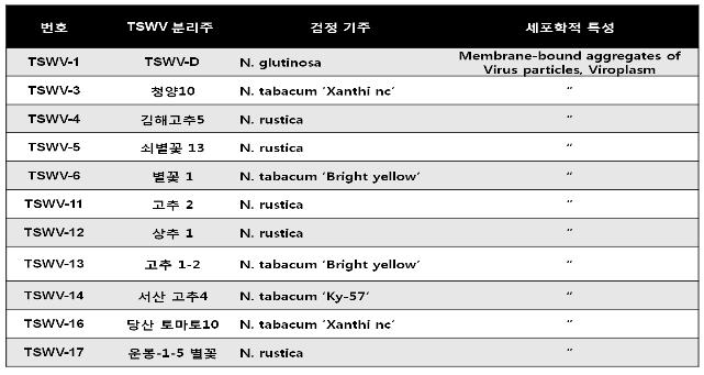 TSWV 11분리주의 세포학적 특성 비교