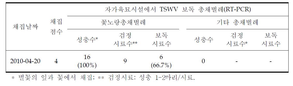 노지고추 정식전 자가육묘시설에서 총채벌레의 TSWV 보독정도(순천)