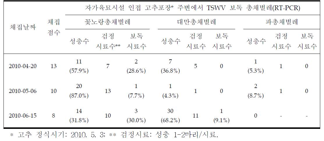 자가육묘시설 인접 노지포장 주변에서 정식 전후 총채벌레의 TSWV 보독정도(순천)