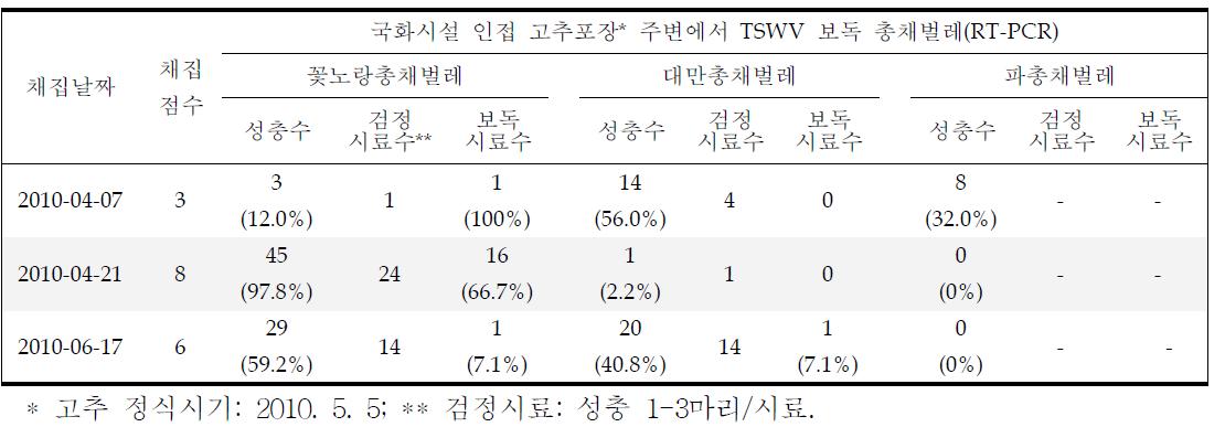 국화시설 인접 노지포장 주변에서 정식 전후 총채벌레의 TSWV 보독정도(영광)