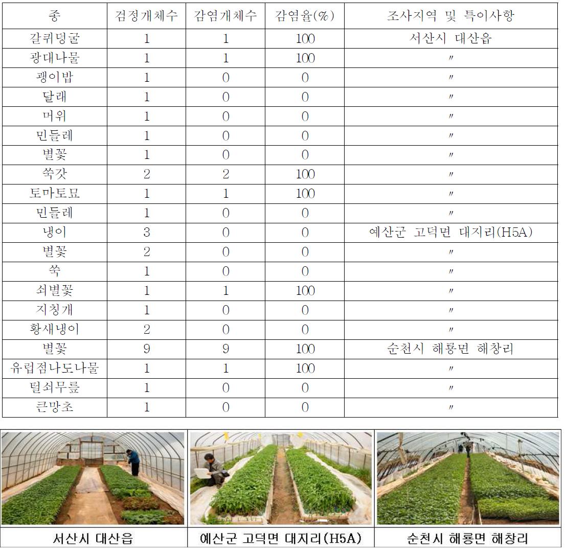 춘계 고추 육묘중인 하우스 내부 기주식물 감염율