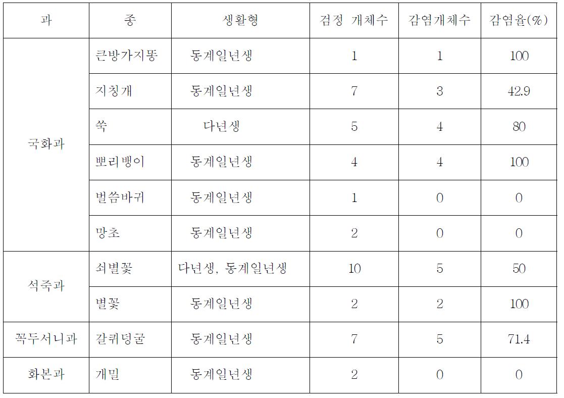 하우스 내부 고추 정식 전 방임 잡초의 TSWV 감염율(11년 5월 3일 조사, 예산)