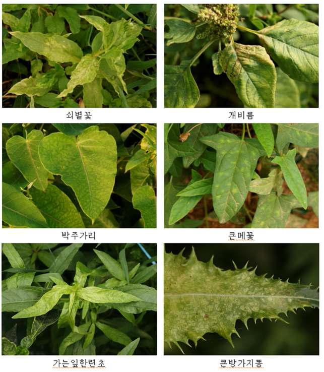 주요 기주잡초의 병징