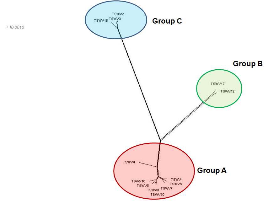 Splitstree 프로그램을 이용한 13개 TSWV 분리주들의 계통학수
