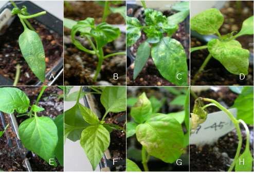 TSWV-Tn 접종시 고추 유전자원에서 관찰된 대표 병징.