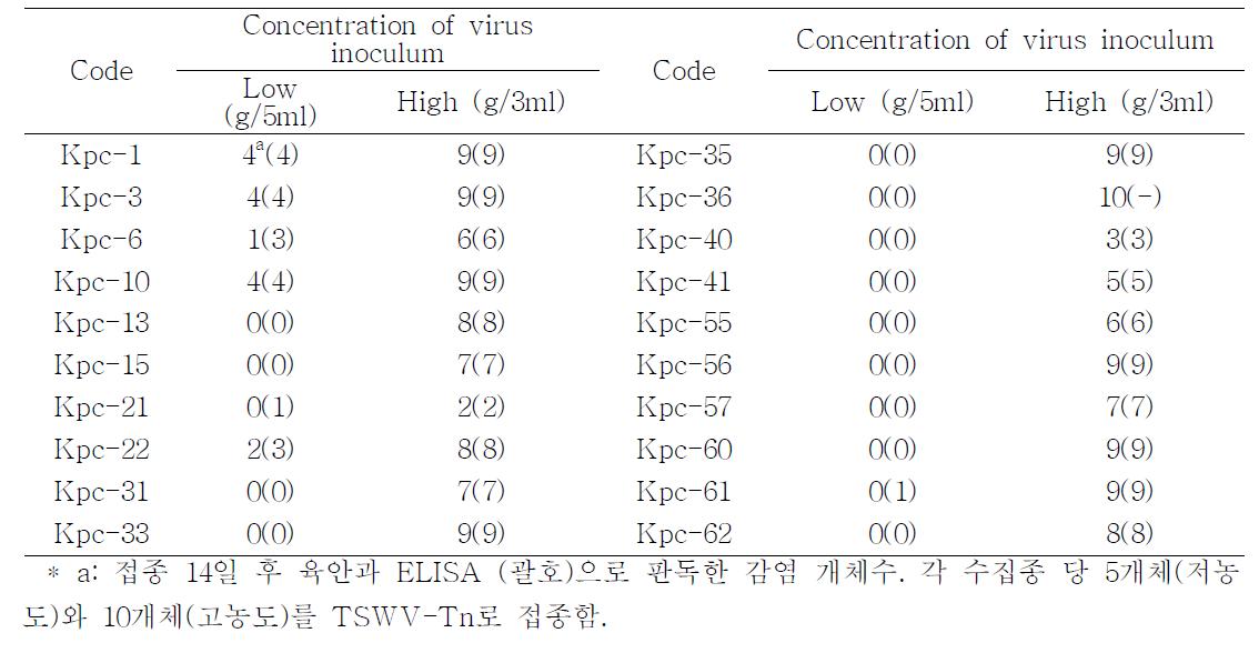 일부 상용 품종에서 tomato spotted wilt virus-Tn의 접종 농도에 따른 저항성 표현형