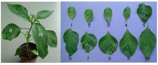 TSWV 감염개체와 잎에서의 병징 회복.