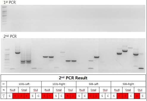 TSWV 열성 유전자와 연관된 1331과 506 PCR 산물의 주변서열 확장.