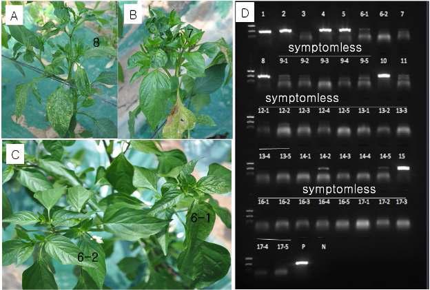TSWV 병징 발현 개체와 RT-PCR을 이용한 바이러스 검출.