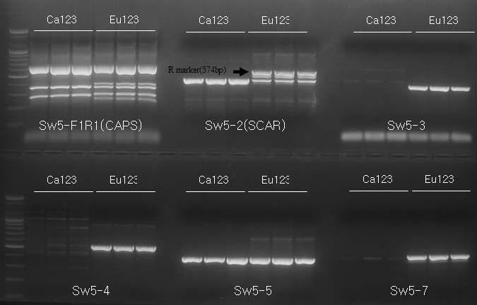 TSWV-pbi1 저항성 토마토에서의 Sw5 연관 분자표지의 유전형.