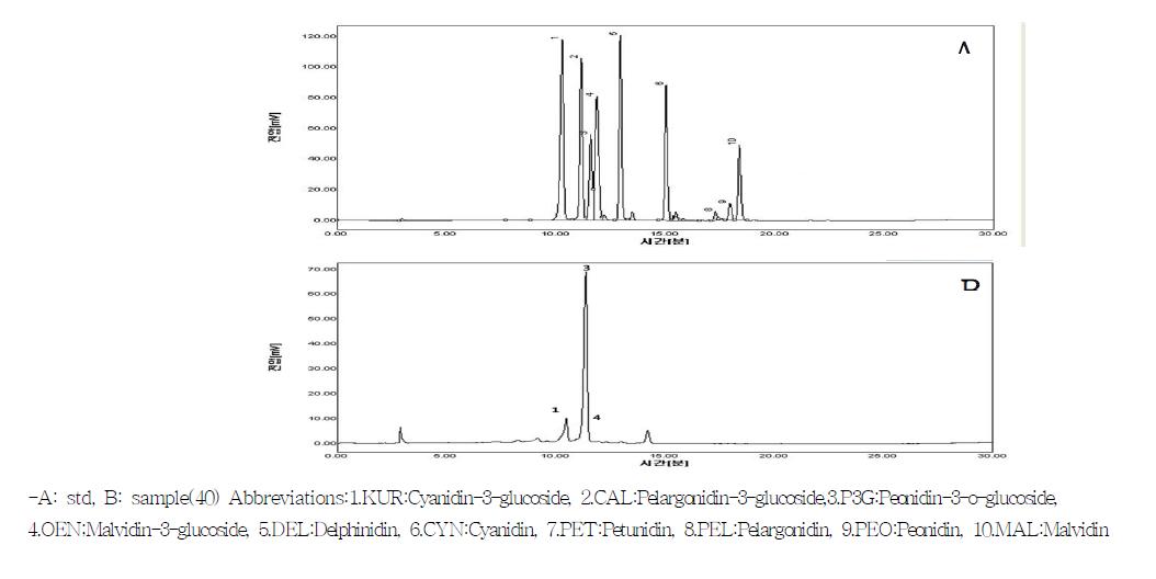 Anthocyanin 크로마토그램