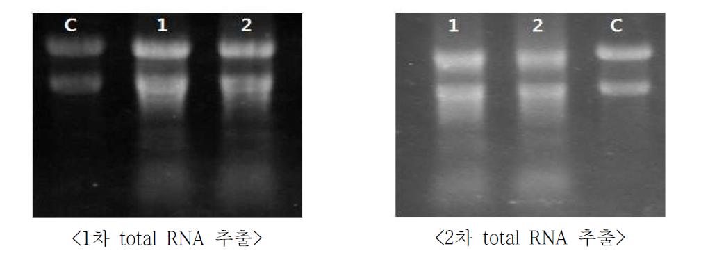 염기서열분석을 위한 녹두 2품종의 total RNA 추출