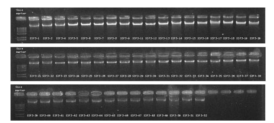 유전자 발굴용 핵심수집단 녹두 50점 DNA의 agarose gel 이미지