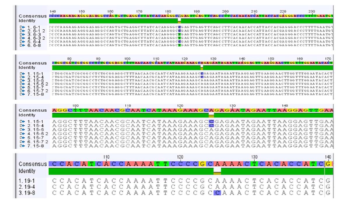 선발된 8개 SNP primer의 Sequence Alignment