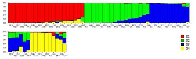 15개 SSR 마커에 의한 66개 수집 녹두자원의 Model based clustering 결과