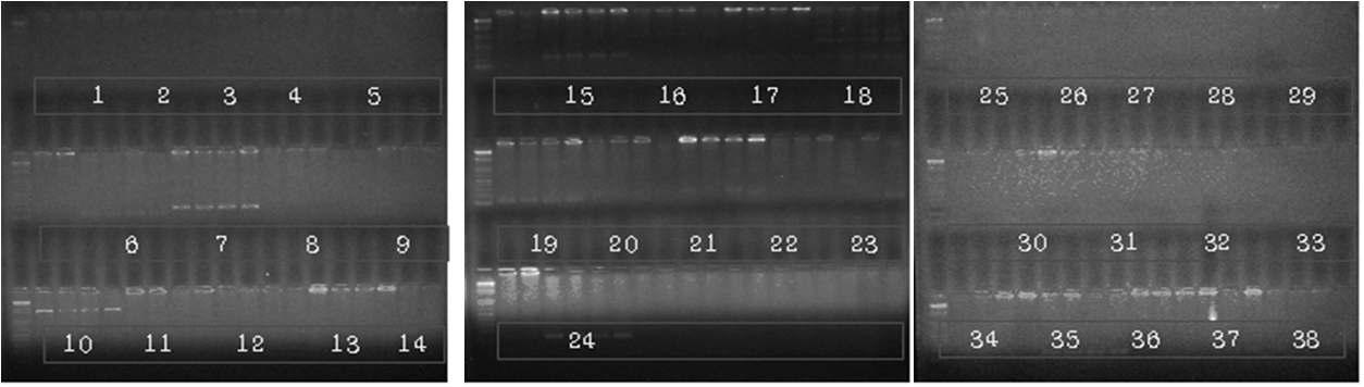 팥 SSR primer annealing 온도 setting을 위한 agarose gel 사진