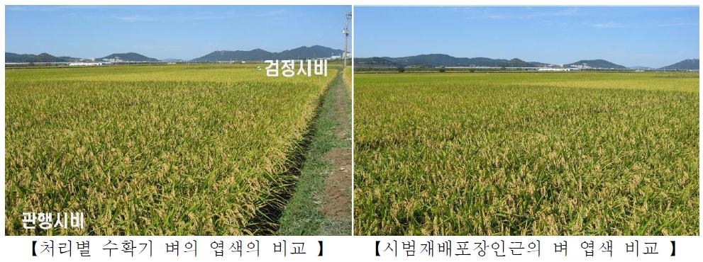 시비관리 방법별 수확기 벼 생육 및 엽색 비교