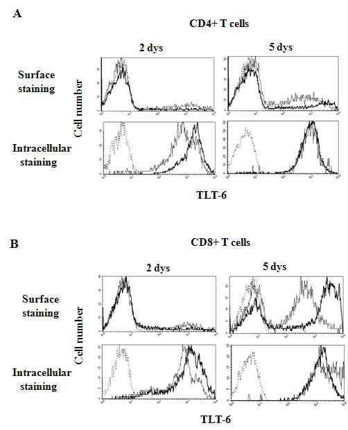T 면역세포 활성화에 따른 TLT-6 단백질 발현 세포 분석