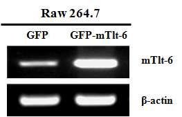 TLT-6 과다발현 세포주의 유전자 발현 검증