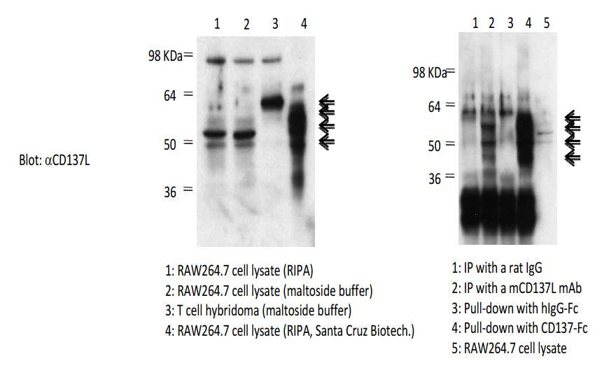 Immunoprecipiation or pull down of CD137L using RAW264.7 cell lysate