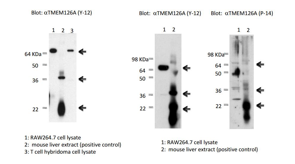 Western blot of TMEM126A