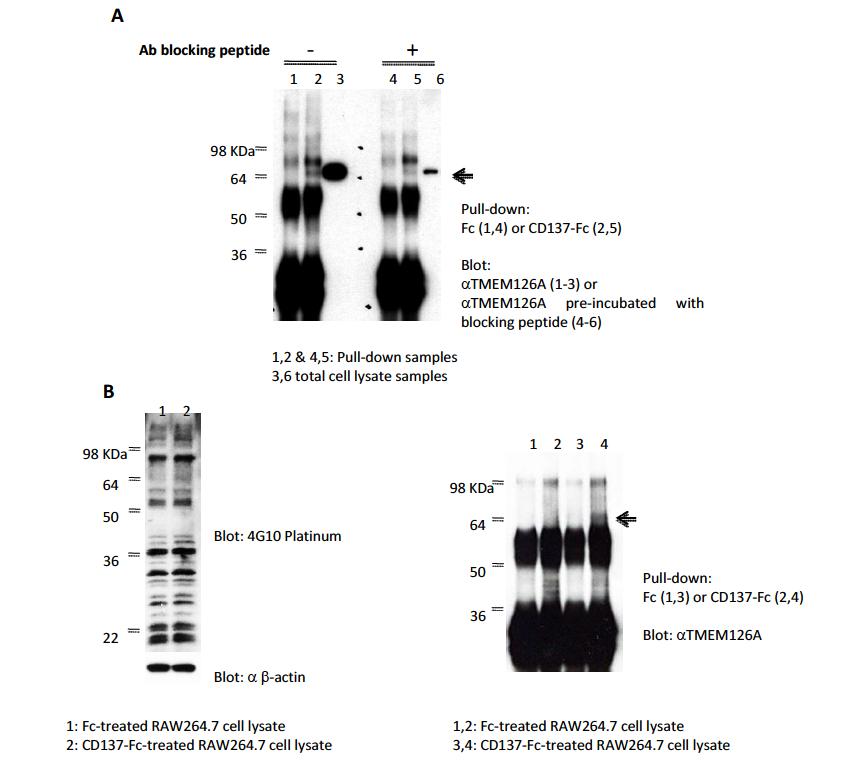 Western blot of TMEM126A or phosphotyrosine using RAW264.7 cell lysate – pull down or Fc proteins treated samples