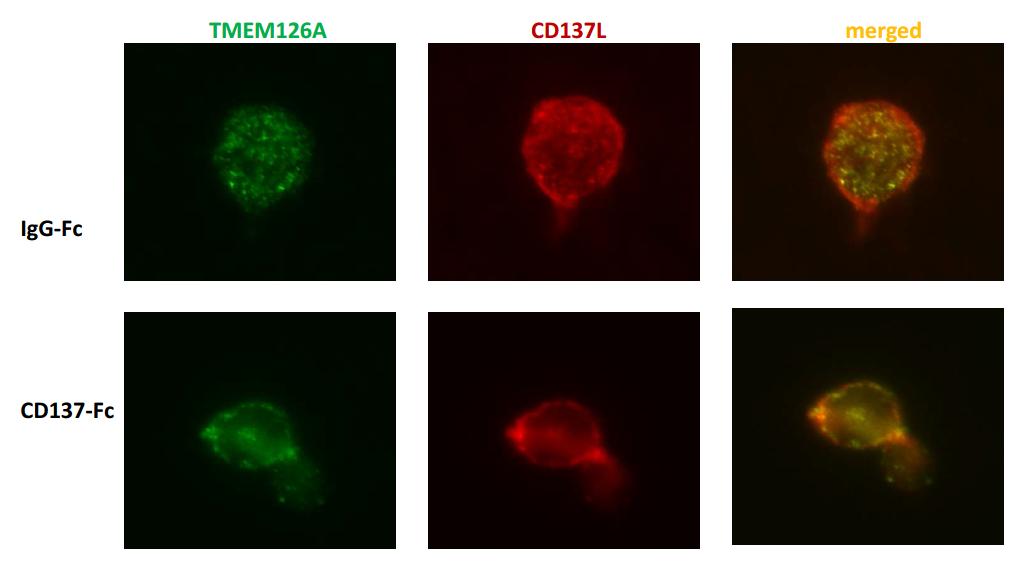 Immunofluorescent double staining of TMEM126A and CD137L in RAW264.7 cells