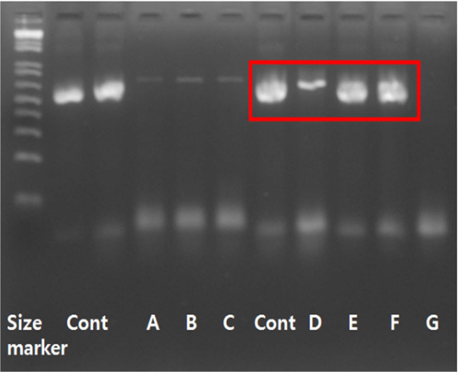 PCR test of Salmonella spp. in the liquid pig manures. Salmonella spp. was detected in the one sample among the surveyed commercial liquid pig manures