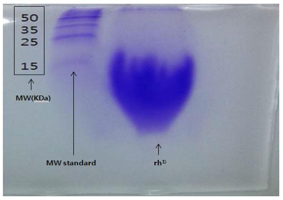 SDS-PAGE pattern for the residual rice protein hydrolysate.