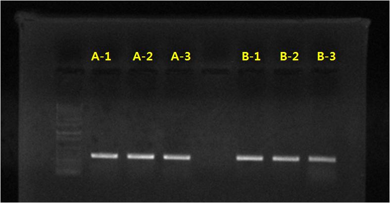 psbA-trnH 유전자를 사용한 달래 6개 품종에 대한 PCR 결과