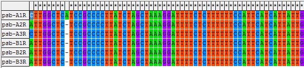 MEGA4 clustal W에 의한 sequence alignment 결과