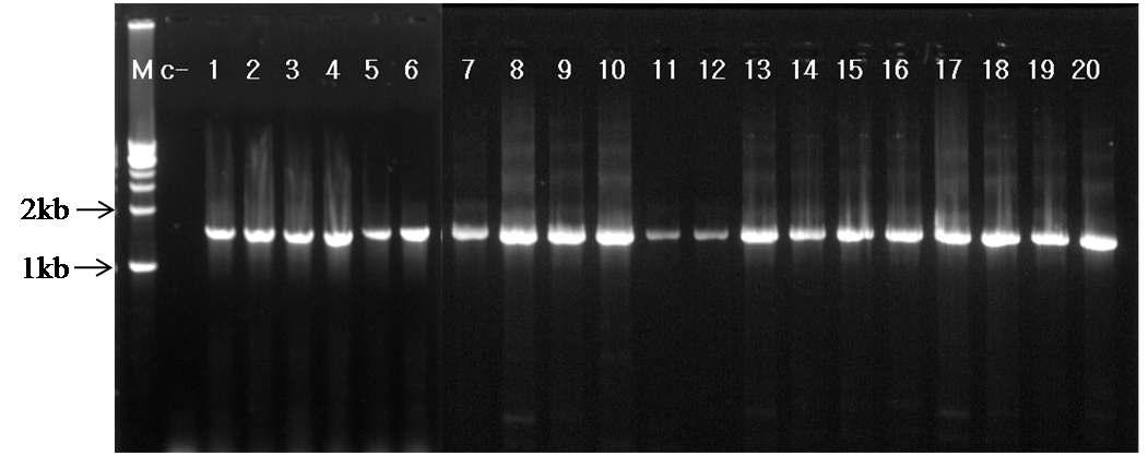 PCR amplication from probiotics using 16S rRNA universal primers (27F and 1492R) Lane M, 1kb ladder; lane c-, negative control; lanes 1 to 2, medium a and b colony of product No.1; lanes 3 to 4, medium a' and b colony of product No.3; lanes 5 to 6, medium a and b colony of product No.4; lane7, medium a' colony of product No.5; lanes 8 to 9, medium a' and b colony of product No.6; lanes 10 to 13, medium a' (2 colonys) and b' (2 colonys) colony of product No.7; lane 14, medium b colony of product No.8; lanes 15 to 17, medium a (2 colonys) and b' colony of product No.9; lanes 18 to 19, medium a