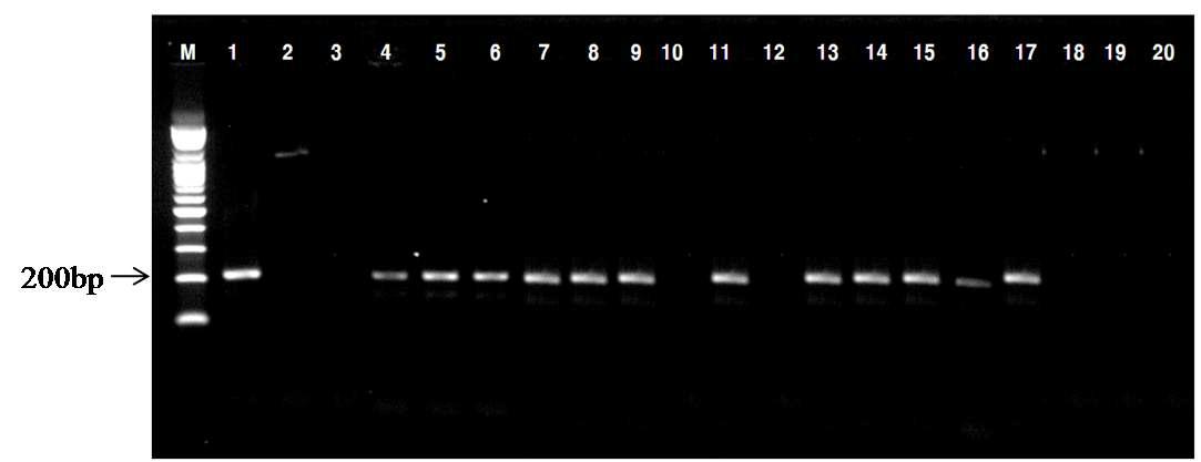 PCR amplication from probiotics using lactobacilli genus-specific primers (LbLMA1-rev and 16R-1) with 16S-23S rRNA ISR. Lane M, 100bp ladder; lanes 1 to 2, medium a and b colony of product No.1; lanes 3 to 4, medium a' and b colony of product No.3; lanes 5 to 6, medium a and b colony of product No.4; lane7, medium a' colony of product No.5; lanes 8 to 9, medium a' and b colony of product No.6; lanes 10 to 13, medium a' (2 colonys) and b' (2 colonys) colony of product No.7; lane 14, medium b colony of product No.8; lanes 15 to 17, medium a (2 colonys) and b' colony of product No.9; lanes 18 to 19, medium a